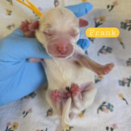 Frank - male Cavapoochon puppy in Bullard, Texas from Cavapoochon Central LLC