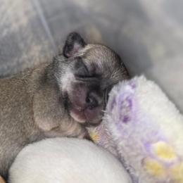 Nippy - Fawn male Chihuahua puppy in Jacksonville, Florida from Precious Paws of Florida - Chihuahuas