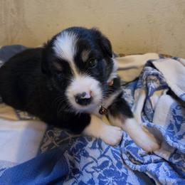 Axel - Black tri male Miniature Australian Shepherd puppy in Florida from Silver Palms Ranch