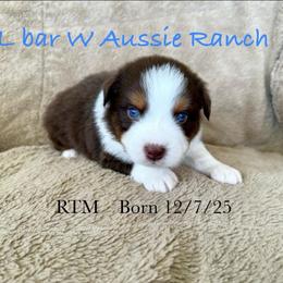 Uncle Dan - Red tri male Miniature Australian Shepherd puppy in Midway, Texas from L Bar W Aussie Ranch