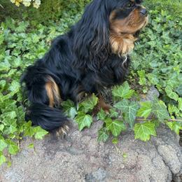 Charlie - Cavalier King Charles Spaniel