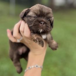 Shih Tzus from Southland’s Shih Tzus