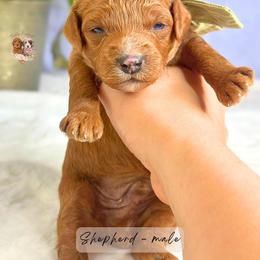 Shepherd - Red  male Goldendoodle puppy in Atlanta, Georgia from Teddy Puppies