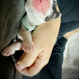 Bearded Collie and Border Collie Puppies from Beloved Bearded & Border Collies