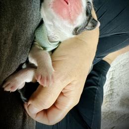 Bearded Collie and Border Collie Puppies from Beloved Bearded & Border Collies