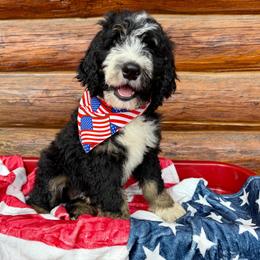 Black Male - Tri-color male Bernedoodle puppy in Priest River, Idaho from HooDoodles