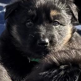 German Shepherd Puppies from Circle Oaks Shepherds