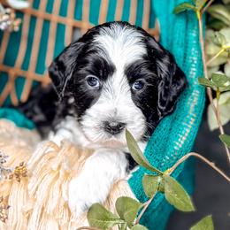 Fern - Black and chalk female Australian Labradoodle puppy in Decatur, Alabama from Southern Meadows Doodles