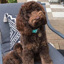 Callie - Australian Labradoodle