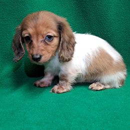 Grace - Piebald female Dachshund puppy in Branford, Florida from Mbjs Doxies and chihuahuas
