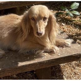 Dachshunds and Poodles from Morningstar Standard Poodles