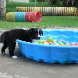 Border Collie Puppies from Top Notch Border Collies