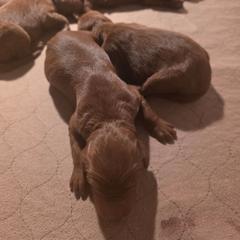 Girl 1 - Red female Irish Doodle puppy in Mesa, Arizona from Desert Doodles