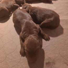 Girl 1 - Red female Irish Doodle puppy in Mesa, Arizona from Desert Doodles