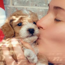 Poodle and Yorkshire Terrier Puppies from Winchester's Magic Yorkipoos & Poodles