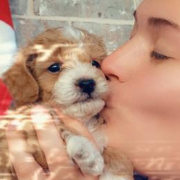 Poodle and Yorkshire Terrier Puppies from Winchester's Magic Yorkipoos & Poodles
