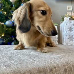 Ralph - Cream male Dachshund puppy in Temecula, California from Naomi Magee's Dachshund Kennel