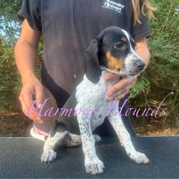 Luna - Blue ticked and tan female Bluetick Coonhound puppy in Mount Pleasant, Texas from Harmons Hounds