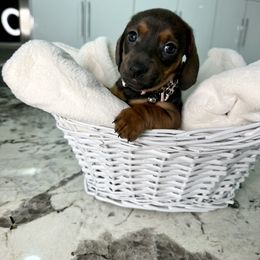 Dachshund Puppies from Harrison Farm
