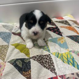 Brahma - Black and tan male Pembroke Welsh Corgi puppy in Huntington, Texas from Flower Hill Farm
