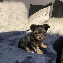 Yorkshire Terrier Puppies from Coffeycup Yorkies