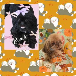 Shih Tzu puppies from 🩷CHAFFINO ADORABLE SHIH TZUS