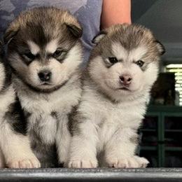Alaskan Malamutes from Powerpaw Alaskan Malamutes