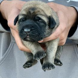 Daisy - Fawn female Mastiff puppy in Wewoka, Oklahoma from P Diamond Mastiffs