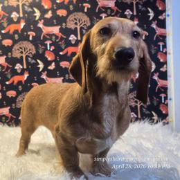 SOLYNDRAX - Cream male Dachshund puppy in Willard, Utah from Simply Sharing Love