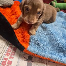 Tot - Chocolate and cream male Dachshund puppy in Rutherfordton, North Carolina from Knock Out Doxie’s