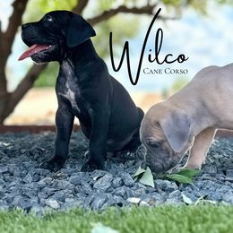 Boy 2 - Black male Cane Corso puppy in Florence, Texas from Wilco Cane Corso