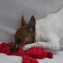 Toy Fox Terrier All Grown Up from Foxridge Farms