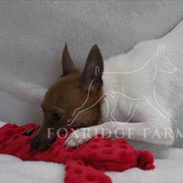 Toy Fox Terrier All Grown Up from Foxridge Farms