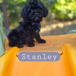 Stanley - male Cavapoochon puppy in Bullard, Texas from Cavapoochon Central LLC