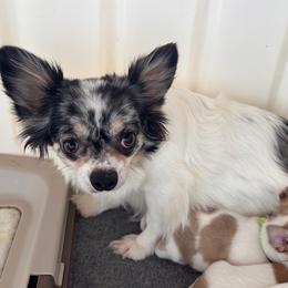 Cherry - Chihuahua