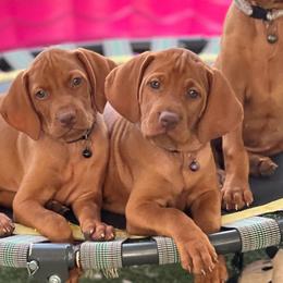 Boy 4th pick - Golden rust male Vizsla puppy in Boaz, Alabama from MountainTop Vizslas