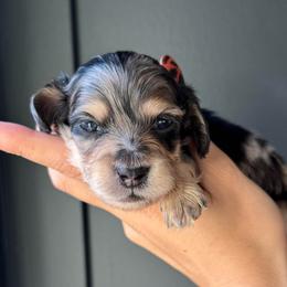 Tiny Runt- Black and Cream Dapple 5000 - Dapple male Dachshund puppy in North Branch, Michigan from Monarch Miniature Dachshunds