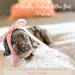 Fortress - Merle female Goldendoodle puppy in Marietta, Georgia from Reece + Co Doodles & Poodles