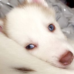 Siberian Husky Puppies from Vixen Siberians