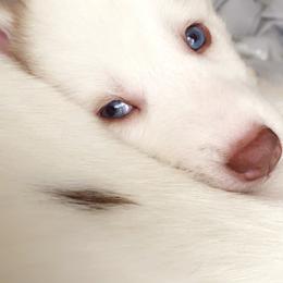 Siberian Husky Puppies from Vixen Siberians