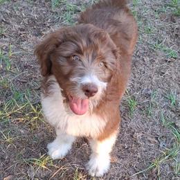 Seraphina - Brown and white female Aussiedoodle puppy in Grand Saline, Texas from Aussies Acre