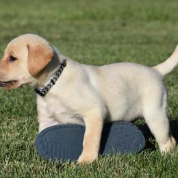 French Bulldog, Golden Retriever, and Labrador Retriever Puppies from Trigger Time Kennels