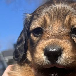 Dachshunds from Texoma Doxies
