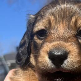Dachshunds from Texoma Doxies