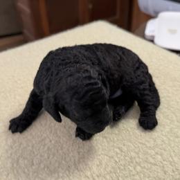 Flo - Black female Cockapoo puppy in Sheridan, Missouri from Shepherdsfold’s Cockapoos