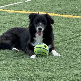 Jet - Black & white female Australian Shepherd puppy in Watkins, Colorado from FoxRest Australian Shepherds