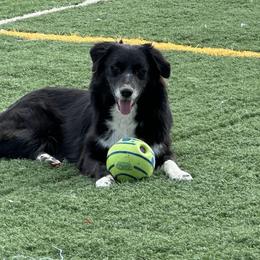 Jet - Black & white female Australian Shepherd puppy in Watkins, Colorado from FoxRest Australian Shepherds