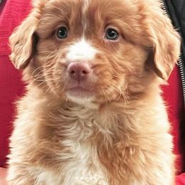 Nova Scotia Duck Tolling Retriever Puppies from Redmoon