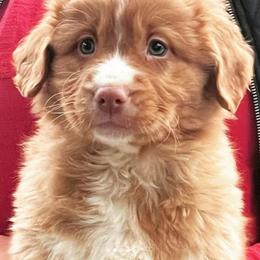 Nova Scotia Duck Tolling Retriever Puppies from Redmoon