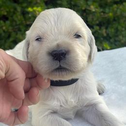 Black Collar Boy - Light golden male Golden Retriever puppy in Utah from Deseret Peak Goldens